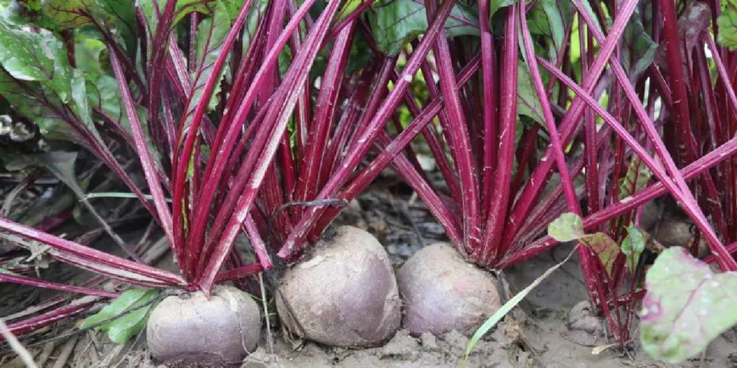 Kırmızı elmasta hasat heyecanı! Lezzeti kadar sağlığa faydası da çok: 40 TL’den kapış kapış satıyor 3